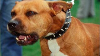 UK Dog Laws