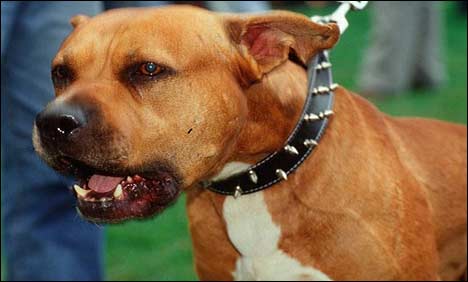 UK Dog Laws