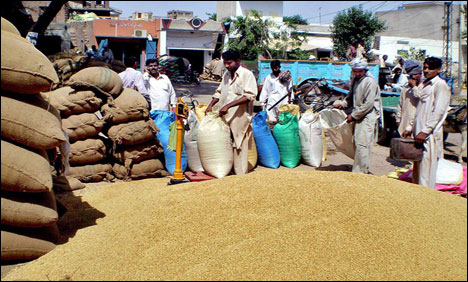 پیداوار میں کمی، گندم در آمد کرنے پڑے گی، سندھ فلار ملز ایسوسی ایشن