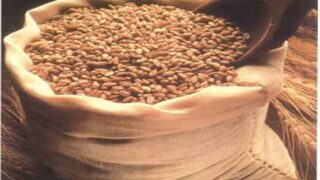 Wheat