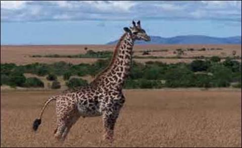 ارجنٹائن کے چڑیا گھر میں ننھے زرافے کی آمد سے رونق میں اضافہ