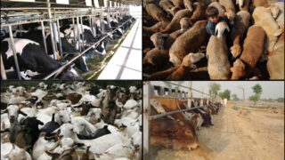Cattle Pakistan