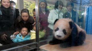 China Panda