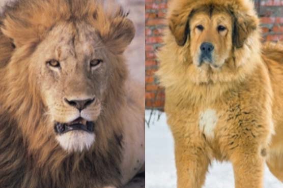 چین کے چڑیا گھر میں افریقی شیر درحقیقت کتا نکل آیا