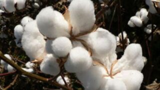 Cotton