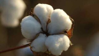 Cotton