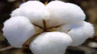 Cotton