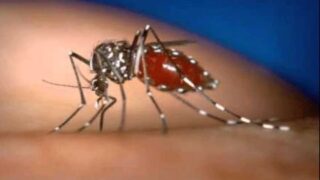 Dengue Mosquito
