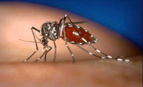 Dengue Mosquito