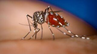 Dengue Mosquito