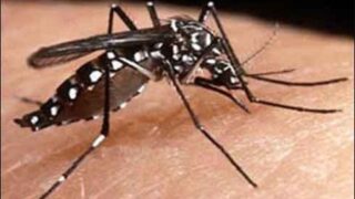 Dengue