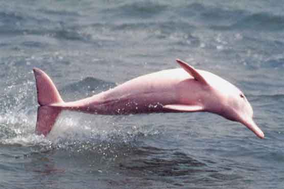دریائے سندھ کی ڈالفن کی نسل تیزی سے ختم ہونے لگی