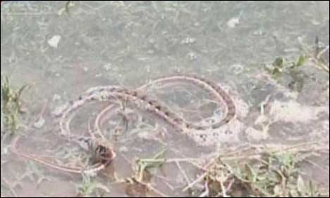 سیلاب کے دوران سانپ کے کاٹنے کے واقعات میں اضافہ