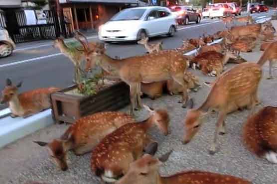 جاپان: سیکڑوں ہرنوں نے سڑک پر ڈیرے ڈال لئے، ٹریفک جام