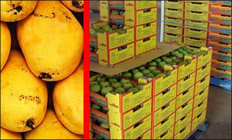 دنیا میں لاکھوں شائقین پاکستانی آموں کے اب بھی منتظر