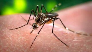 Lahore Dengue
