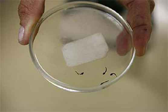 لاہور: ٹائر مارکیٹ میں ڈینگی لاروا،5 دکانیں سیل