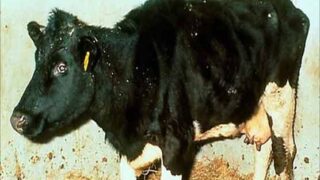 Mad Cow