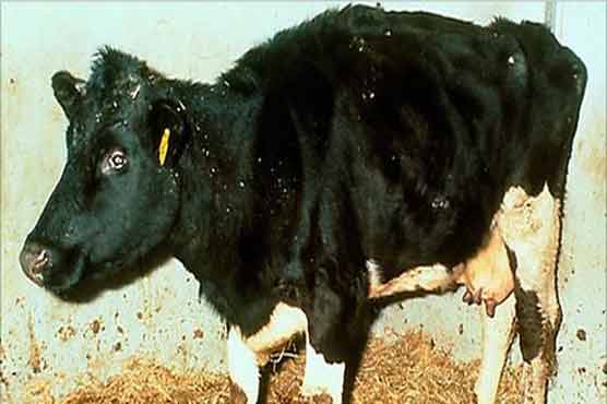 Mad Cow