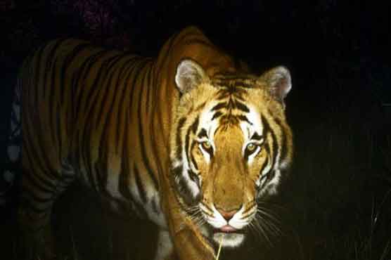 نیپال : خطرے سے دوچار بنگالی ٹائیگرز کی تعداد بڑھنے لگی