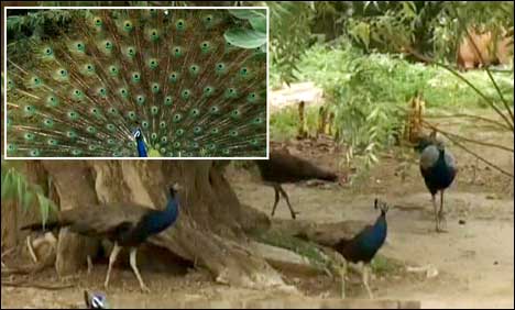 تھر کا سرحدی قصبہ قاسبو موروں کی جنت