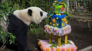 Panda Birthday