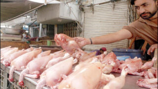 Poultry Meat