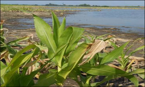 پنجاب میں سیلاب سے 2 ارب روپے کی فصلوں کو نقصان پہنچا