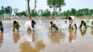 Punjab Flood