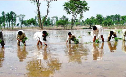 Punjab Flood