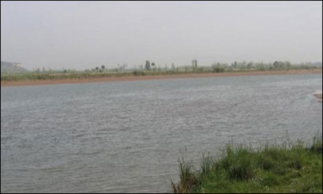 قصور : دریائے ستلج میں پانی کی سطح میں اضافہ، بیڈ میں بوئی گئی فصلیں زیر آب