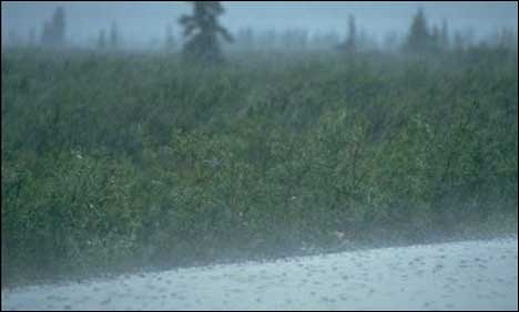 Rain
