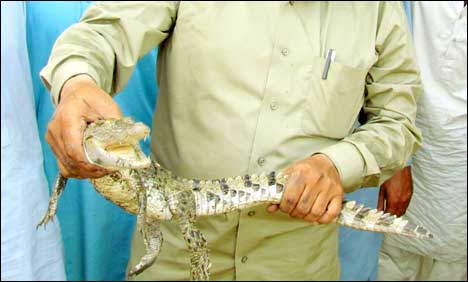 سکھر : تحصیل صالح پٹ میں مگرمچھ کا بچہ کھیت آ گیا