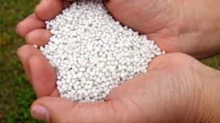 Urea