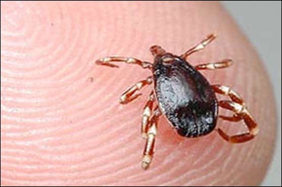 Congo virus