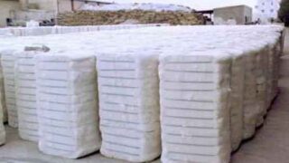 Cotton production reduced