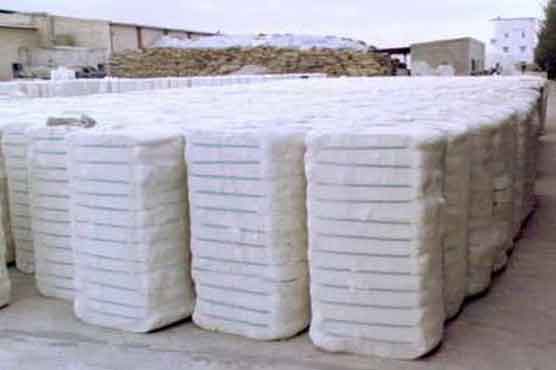 پنجاب میں کپاس کی پیدوار میں کمی کا سلسلہ جاری