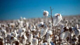 Cotton