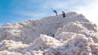 Cotton