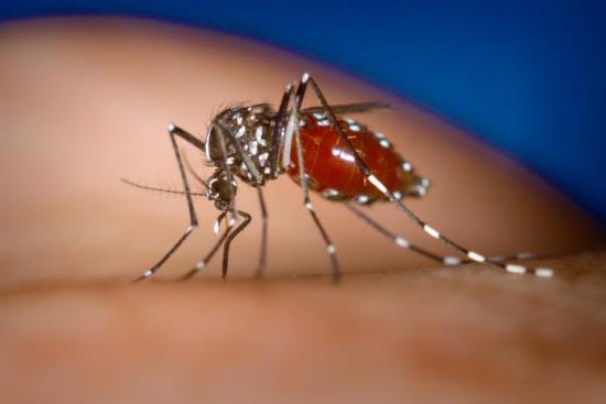 Dengue Virus