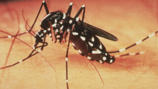 Dengue