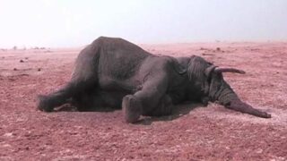Elephants killed
