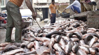 Fish