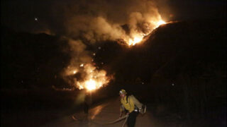 Forest Fire