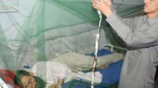 Lahore Dengue Virus