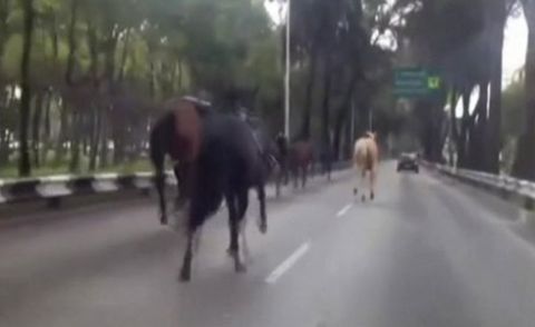 میکسیکو: گھوڑوں نے پولیس کی دوڑیں لگا دیں