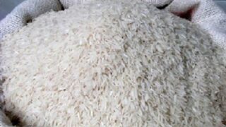 Rice