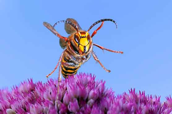 چین : زہریلی بھڑوں کے کاٹنے سے 19 افراد ہلاک، 87 زخمی