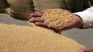 Wheat