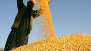 Wheat